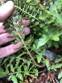 Polystichum scopulinum image