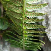 Polystichum lonchitis image