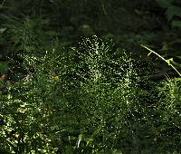 Equisetum pratense image