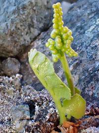 Botrychium neolunaria image