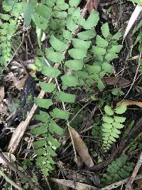 Adiantum philippense image