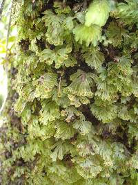 Hymenophyllum lyallii image