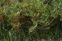 Pteridium latiusculum subsp. pinetorum image