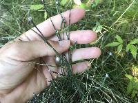 Equisetum variegatum image