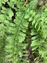 Adiantum aleuticum image