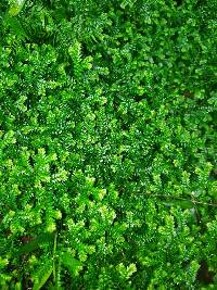 Selaginella kraussiana image