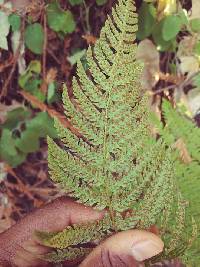 Polystichum dudleyi image