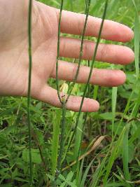 Equisetum x moorei image