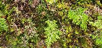 Hymenophyllum villosum image