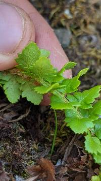 Polystichum kruckebergii image