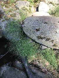 Equisetum telmateia subsp. braunii image