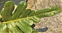 Polypodium scouleri image