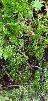 Hymenophyllum multifidum image