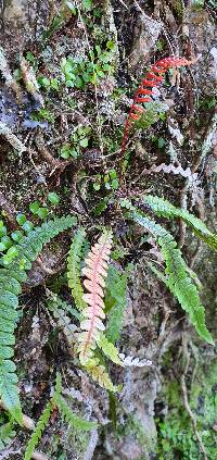 Austroblechnum membranaceum image