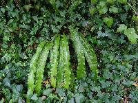 Asplenium scolopendrium image