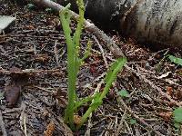 Botrychium montanum image