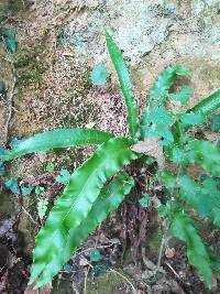 Asplenium scolopendrium image