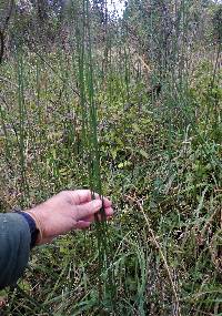 Equisetum x moorei image