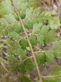 Asplenium aethiopicum image