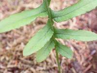 Polypodium glycyrrhiza image