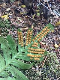 Polypodium scouleri image