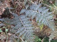 Polystichum oculatum image