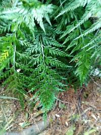 Asplenium appendiculatum image