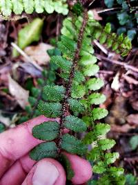 Cranfillia fluviatilis image