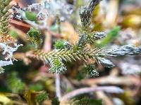 Selaginella wallacei image