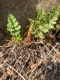 Cryptogramma acrostichoides image