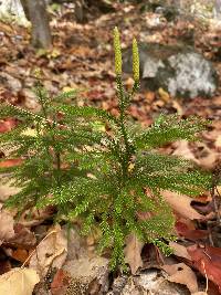 Dendrolycopodium dendroideum image