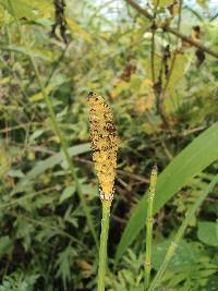 Equisetum ramosissimum subsp. ramosissimum image