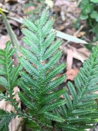 Selaginella delicatula image