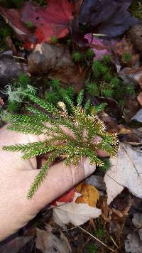 Dendrolycopodium dendroideum image