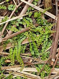 Lindsaea linearis image