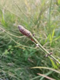 Equisetum ramosissimum subsp. ramosissimum image