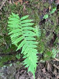 Polypodium glycyrrhiza image