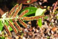 Polypodium scouleri image