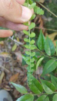 Lindsaea orbiculata image