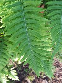 Polypodium glycyrrhiza image