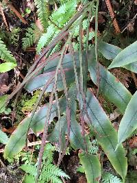 Austroblechnum colensoi image