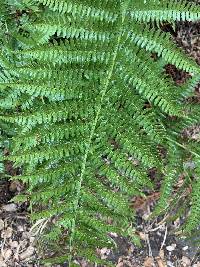 Dryopteris arguta image