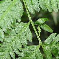 Pteris tremula image