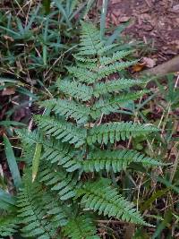 Dryopteris erythrosora image