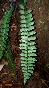 Asplenium crinicaule image