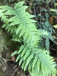 Polypodium glycyrrhiza image