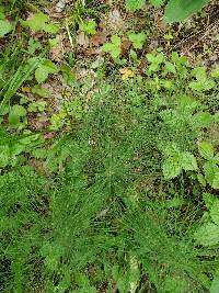 Equisetum pratense image