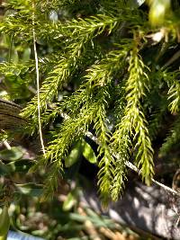 Austrolycopodium fastigiatum image