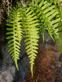 Polypodium glycyrrhiza image