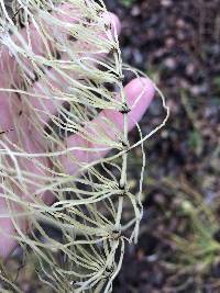 Equisetum pratense image